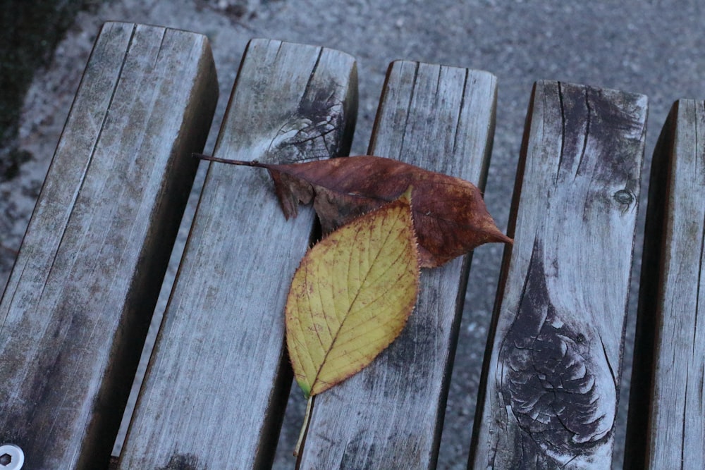a leaf that is laying on a wooden bench
