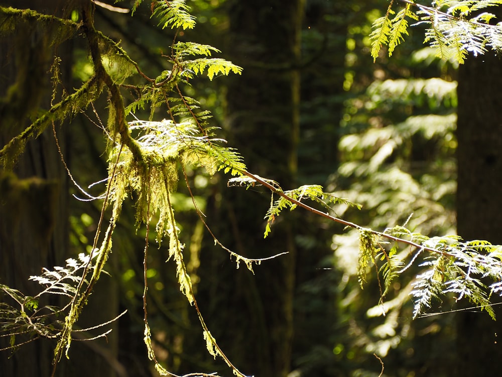 a branch of a tree in a forest