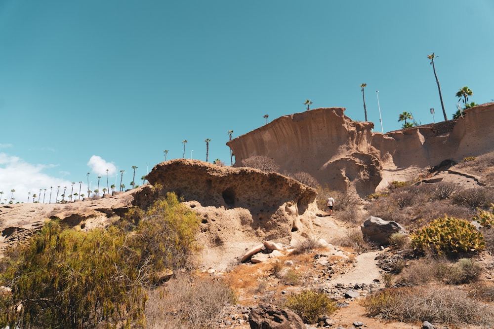 a rocky hillside with palm trees in the background