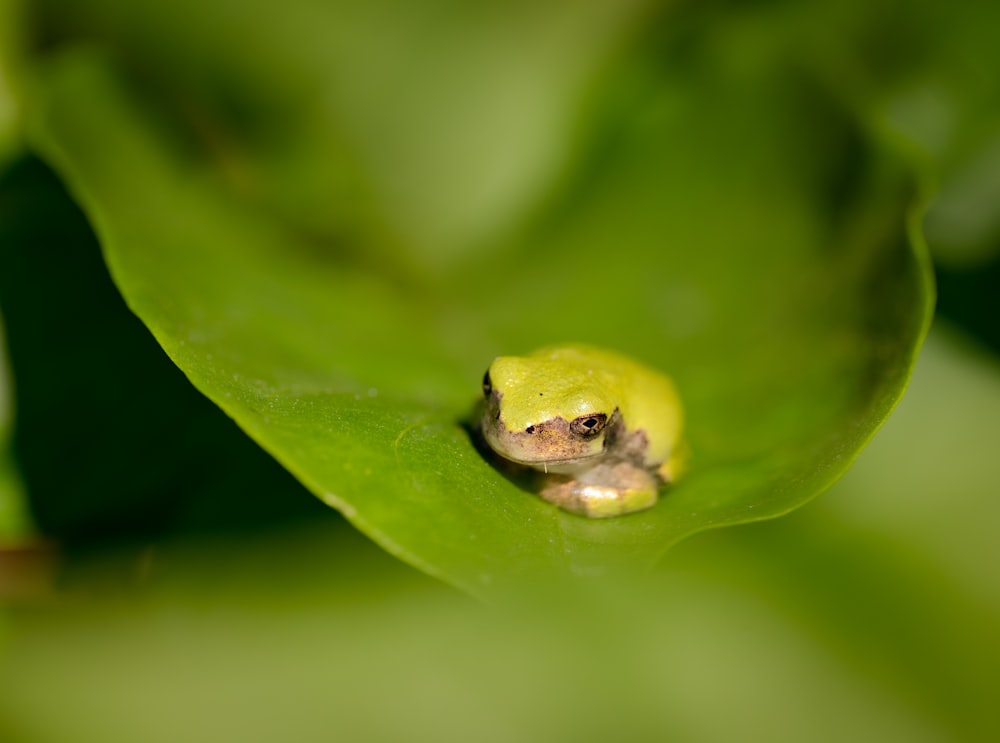 a small frog sitting on top of a green leaf