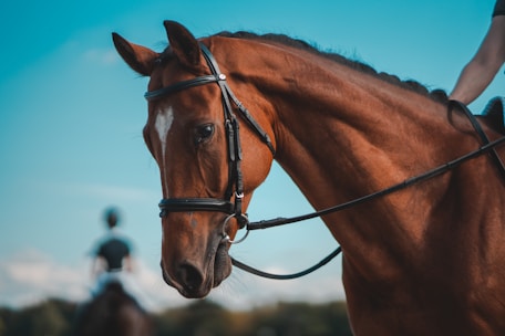 Horseback Riding on RENTOS