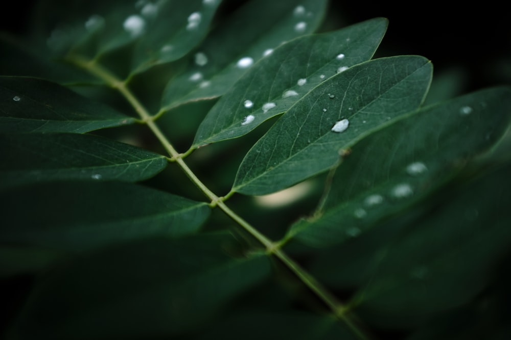 a green leaf with drops of water on it