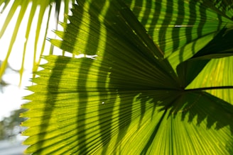 Close-up of a healthy green palm leaf in a sunny garden.