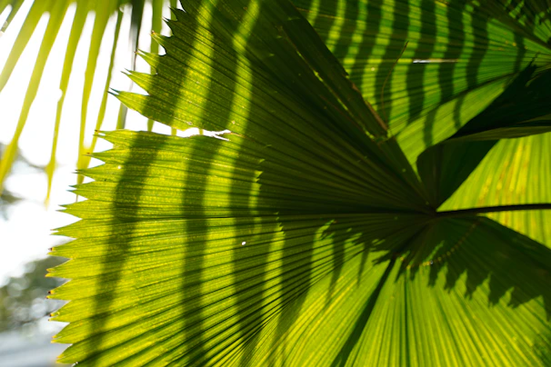 Close-up of a vibrant green palm leaf with golden sunlight glowing behind it.