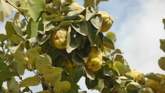 A cluster of quince fruits hangs from a tree branch, surrounded by vibrant green leaves. The fruits are large, yellow, and textured, contrasting with the lush foliage. The scene is set against a clear blue sky, indicating a bright, sunny day.