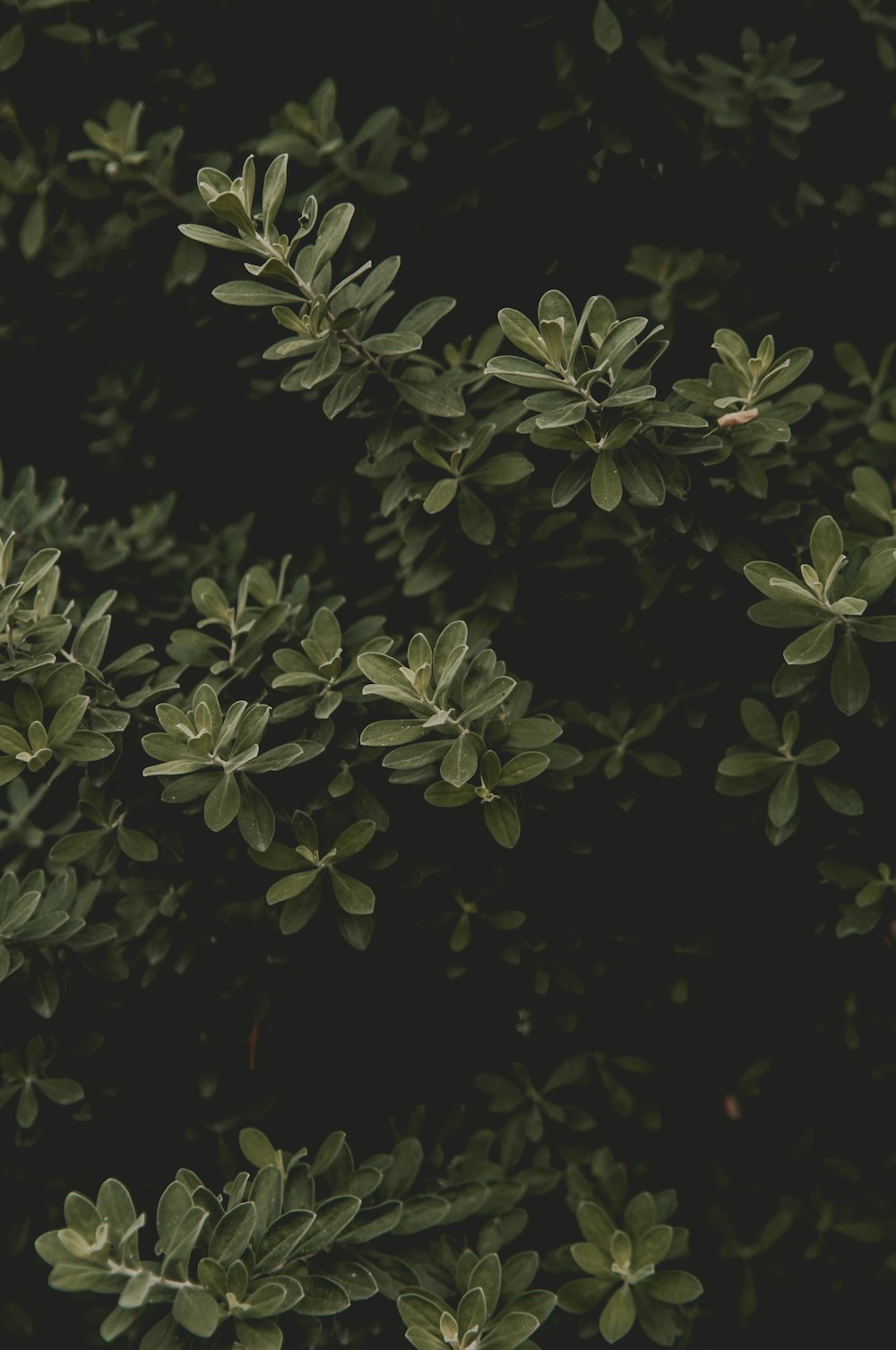 a close up of a bush with green leaves