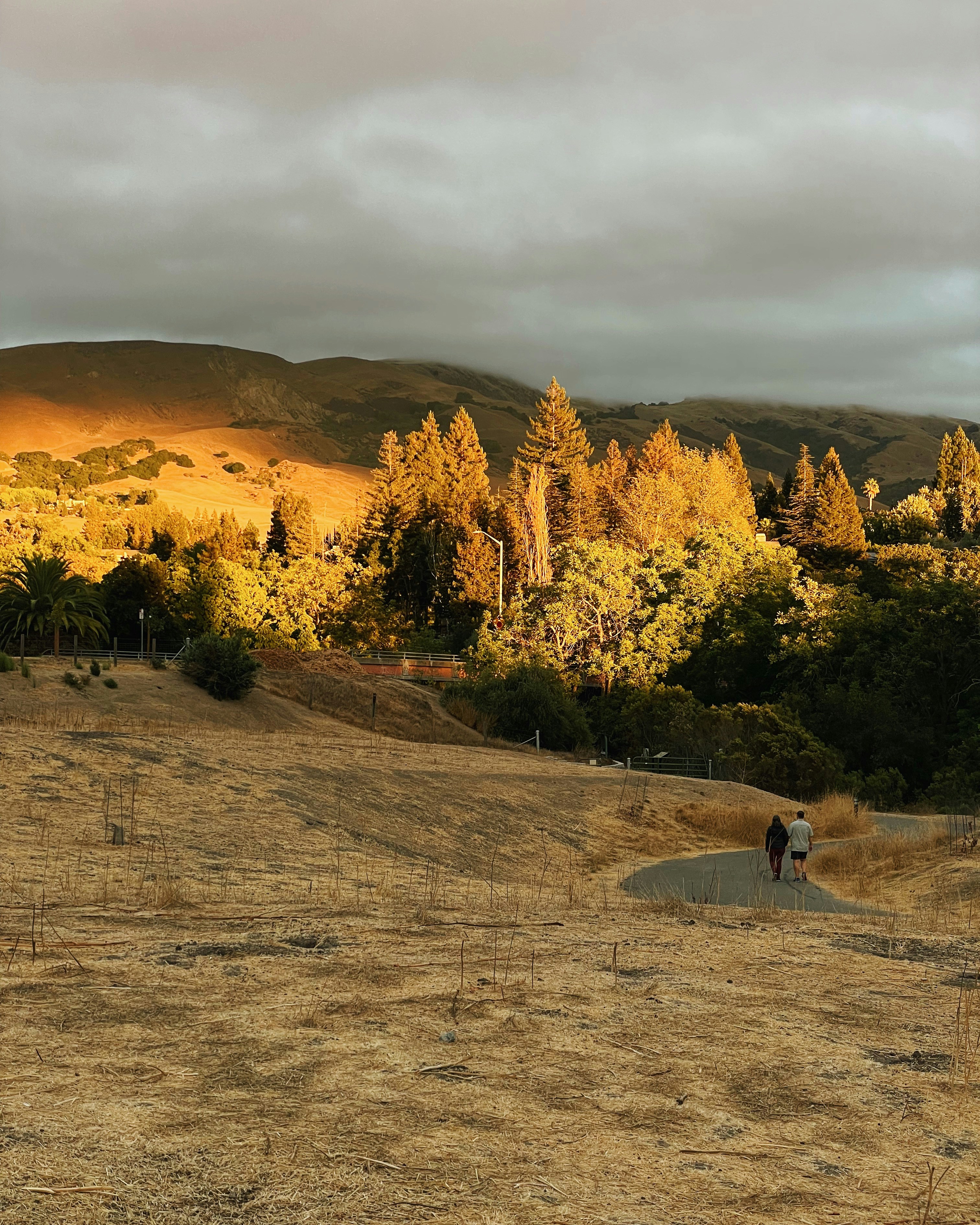 a horse standing on a dry grass field