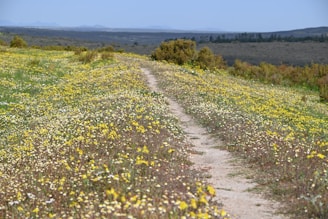 a dirt road going through a field of wildflowers