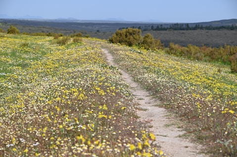 a dirt road going through a field of wildflowers