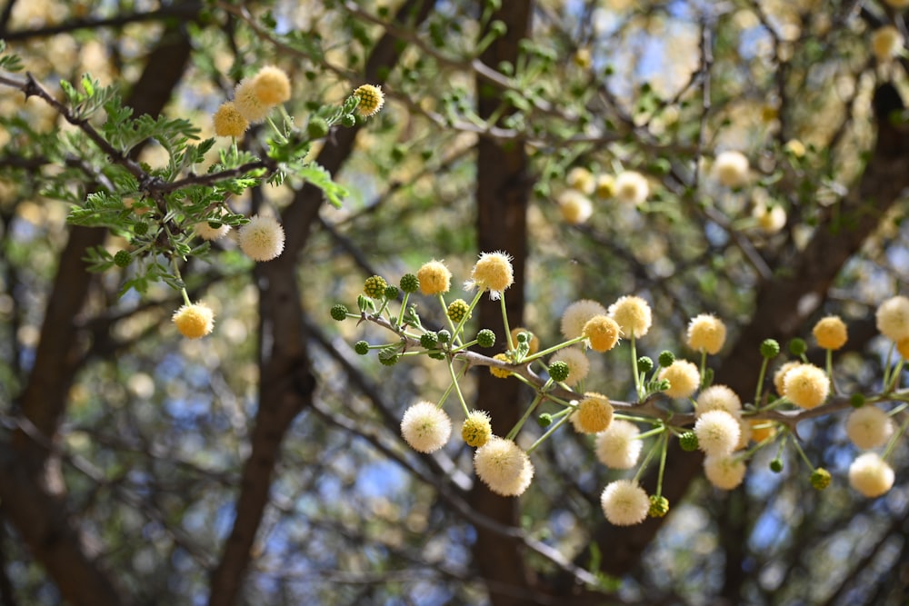 a bunch of yellow flowers growing on a tree