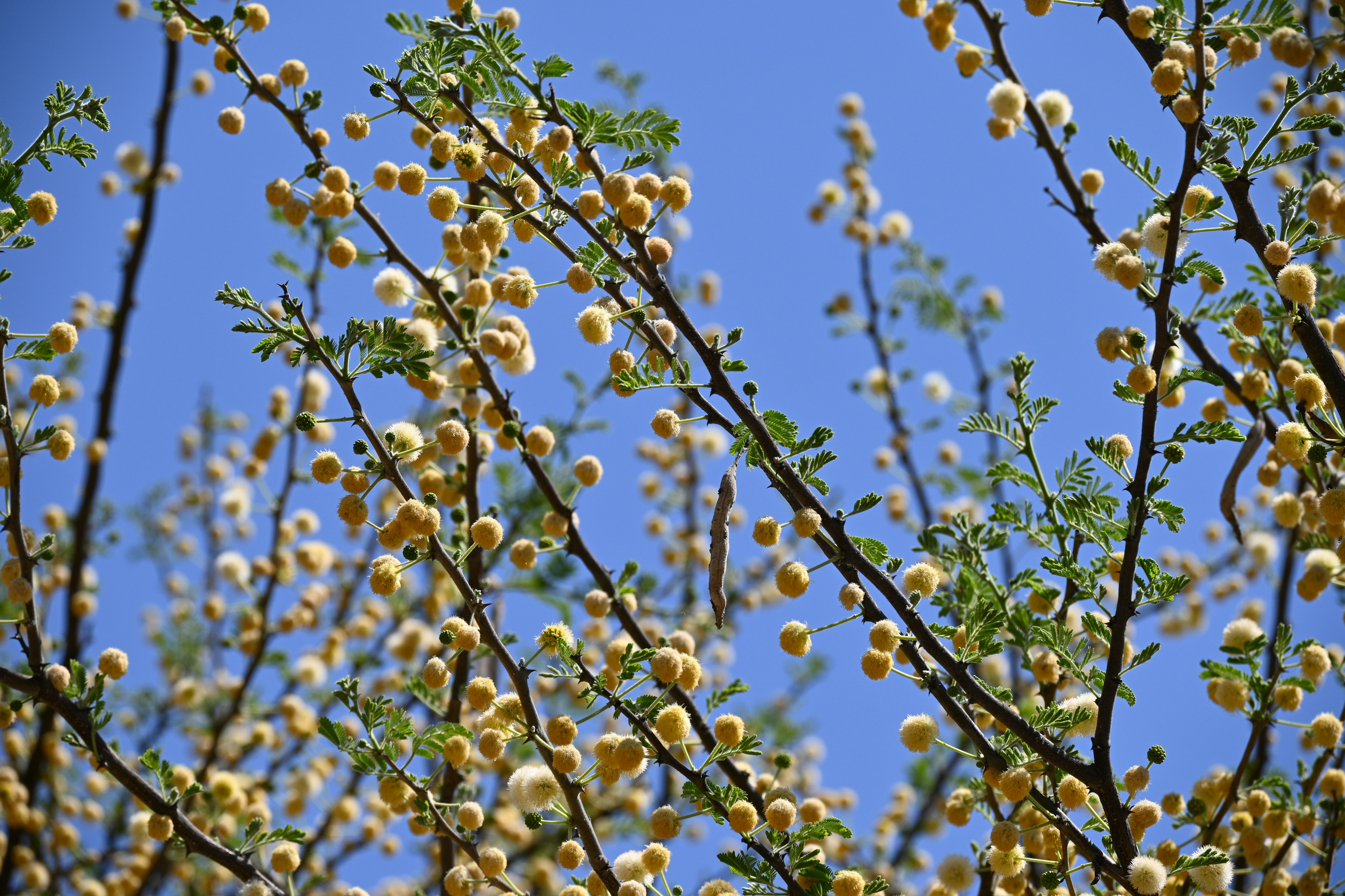 A bunch of berries are growing on a tree photo Free Pretoria Image on