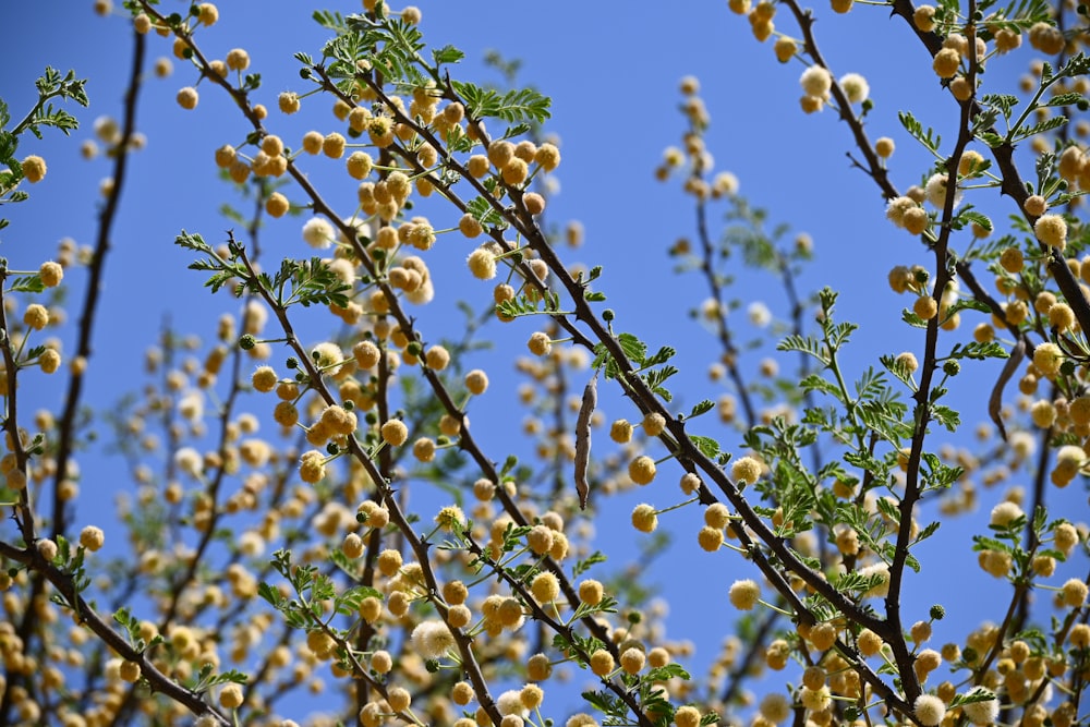 a bunch of berries are growing on a tree