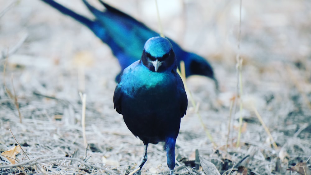 a blue bird standing on top of a dry grass field