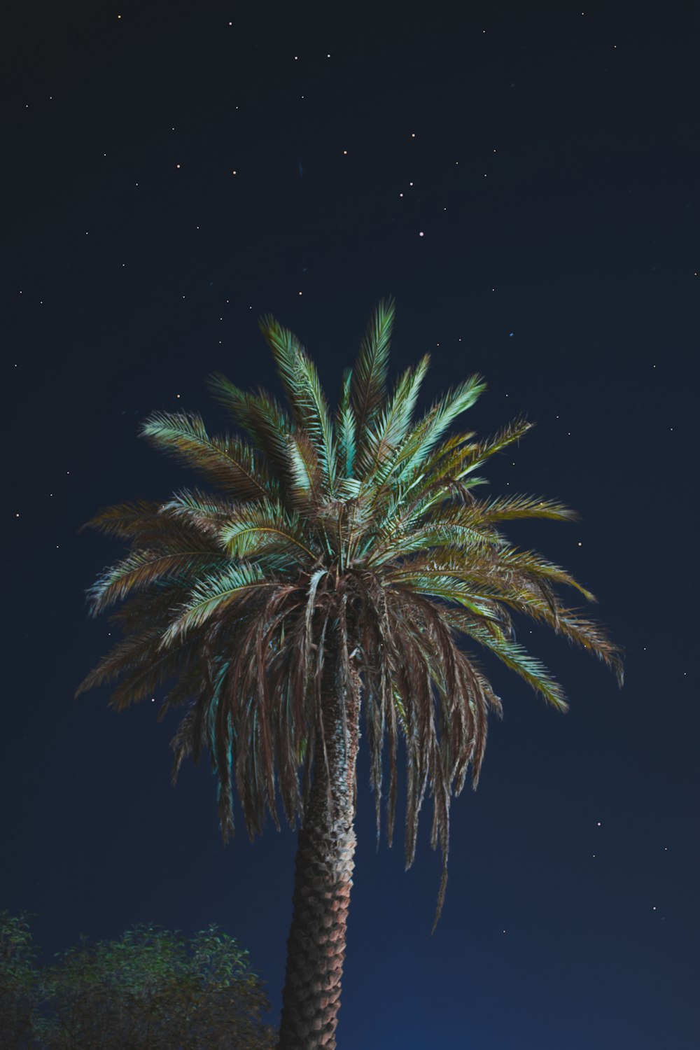 una palmera con un cielo nocturno al fondo