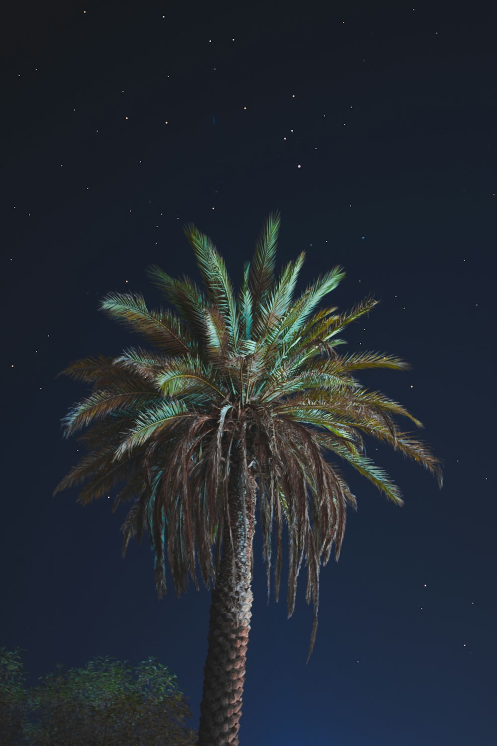 a palm tree with a night sky in the background