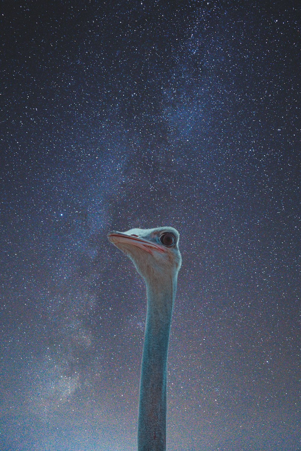 an ostrich looks up at the night sky