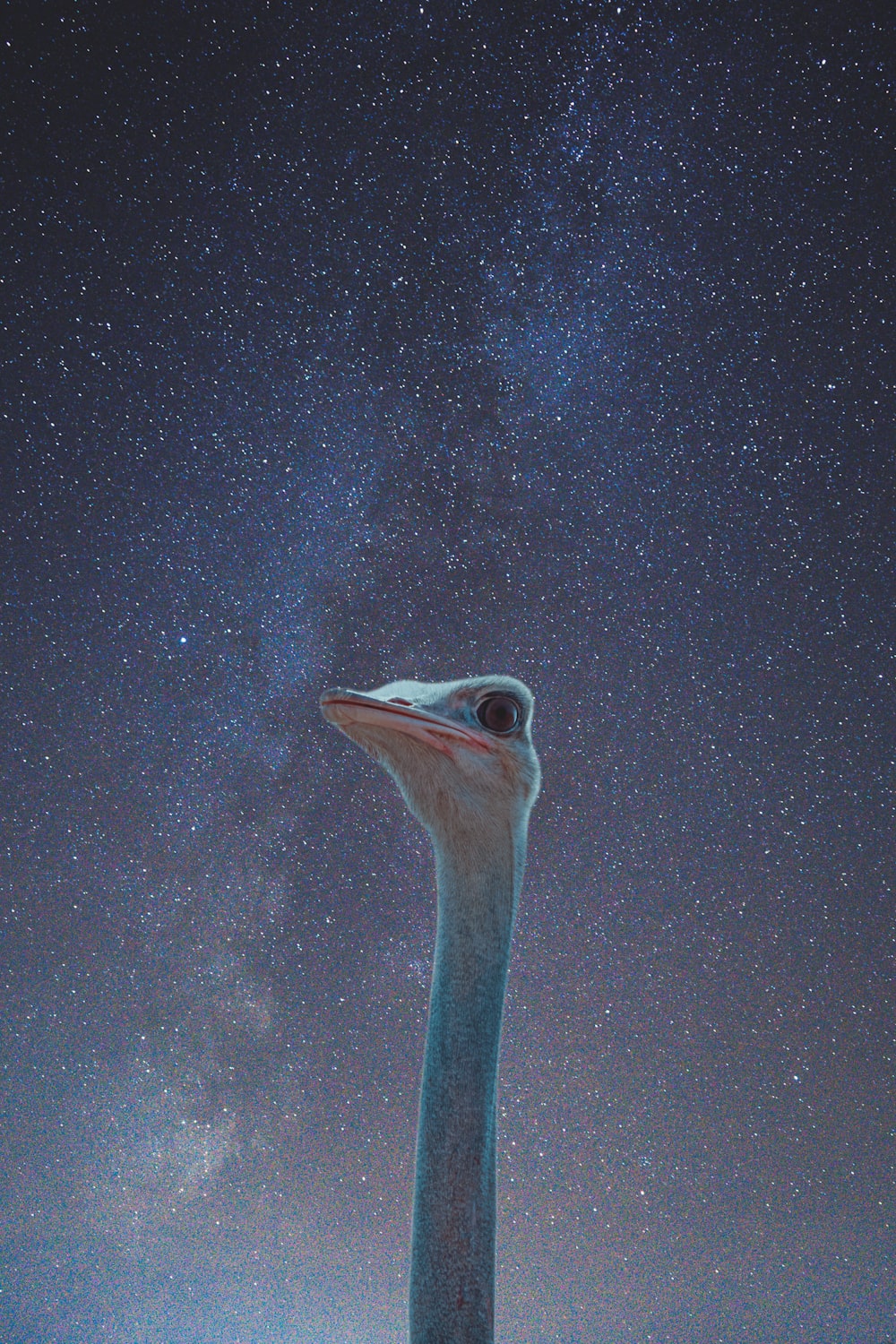 an ostrich looks up at the night sky