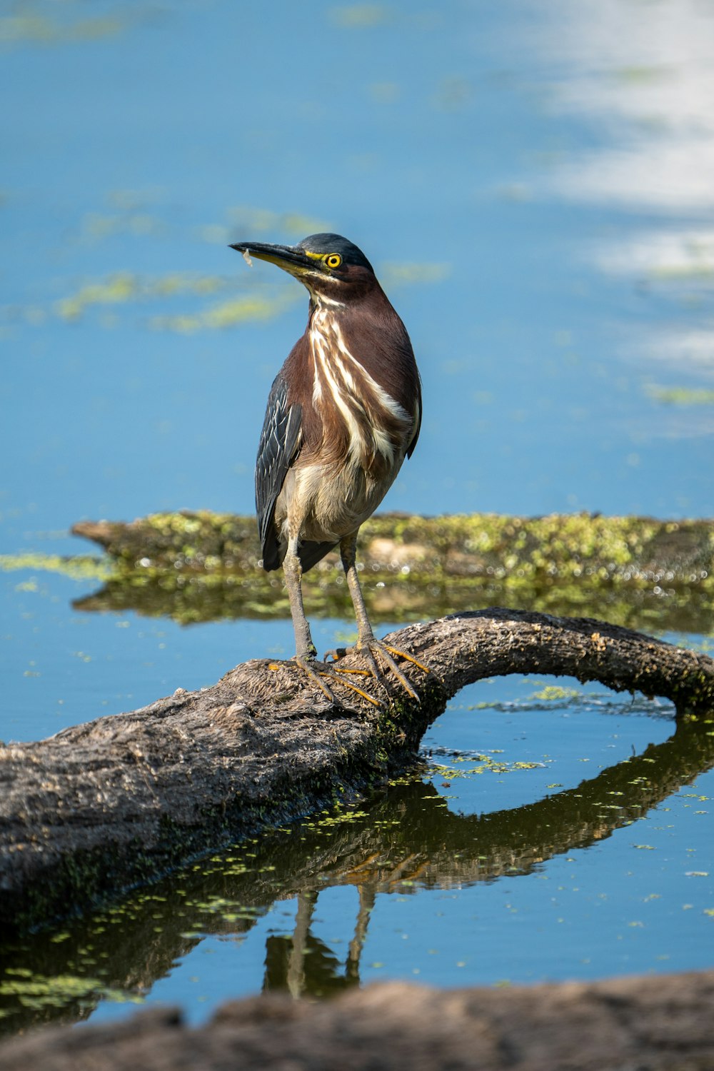 a bird is standing on a log in the water
