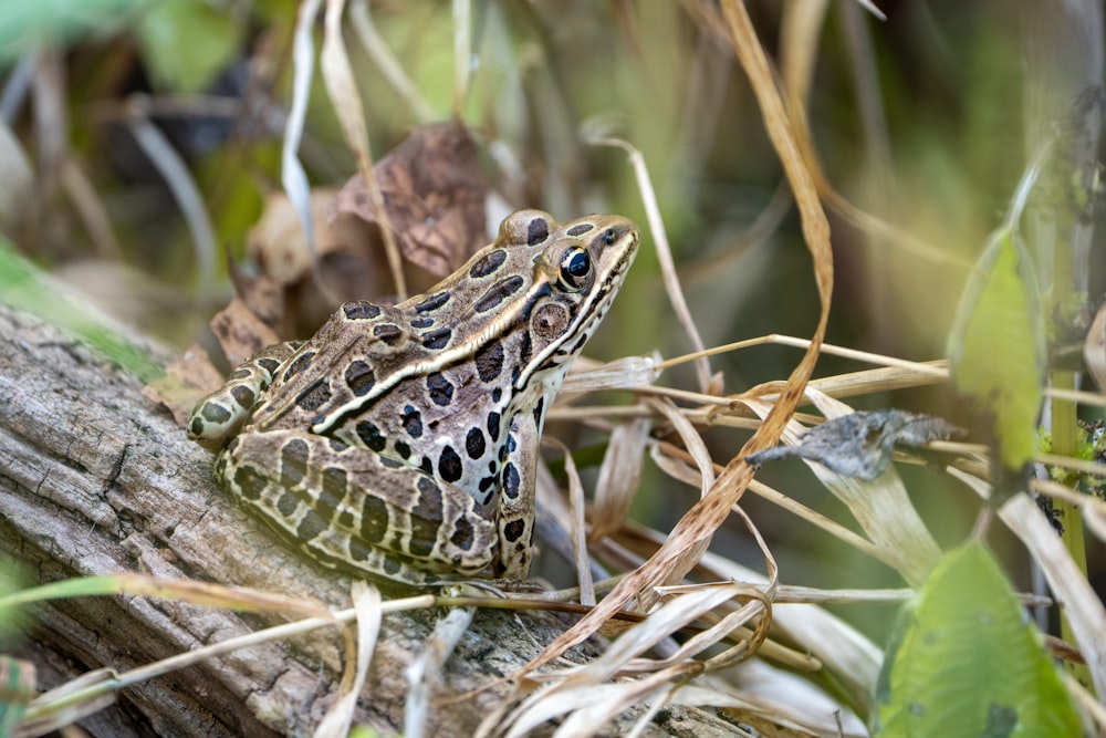 a close up of a frog on a tree branch