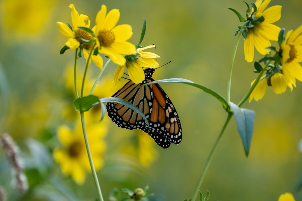 a monarch butterfly resting on a yellow flower