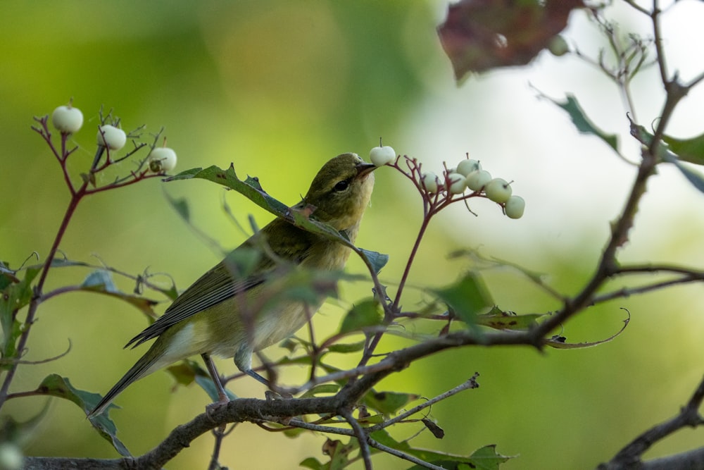 a small bird sitting on top of a tree branch