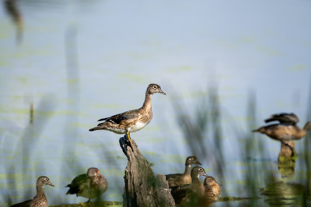 a flock of ducks sitting on top of a tree stump