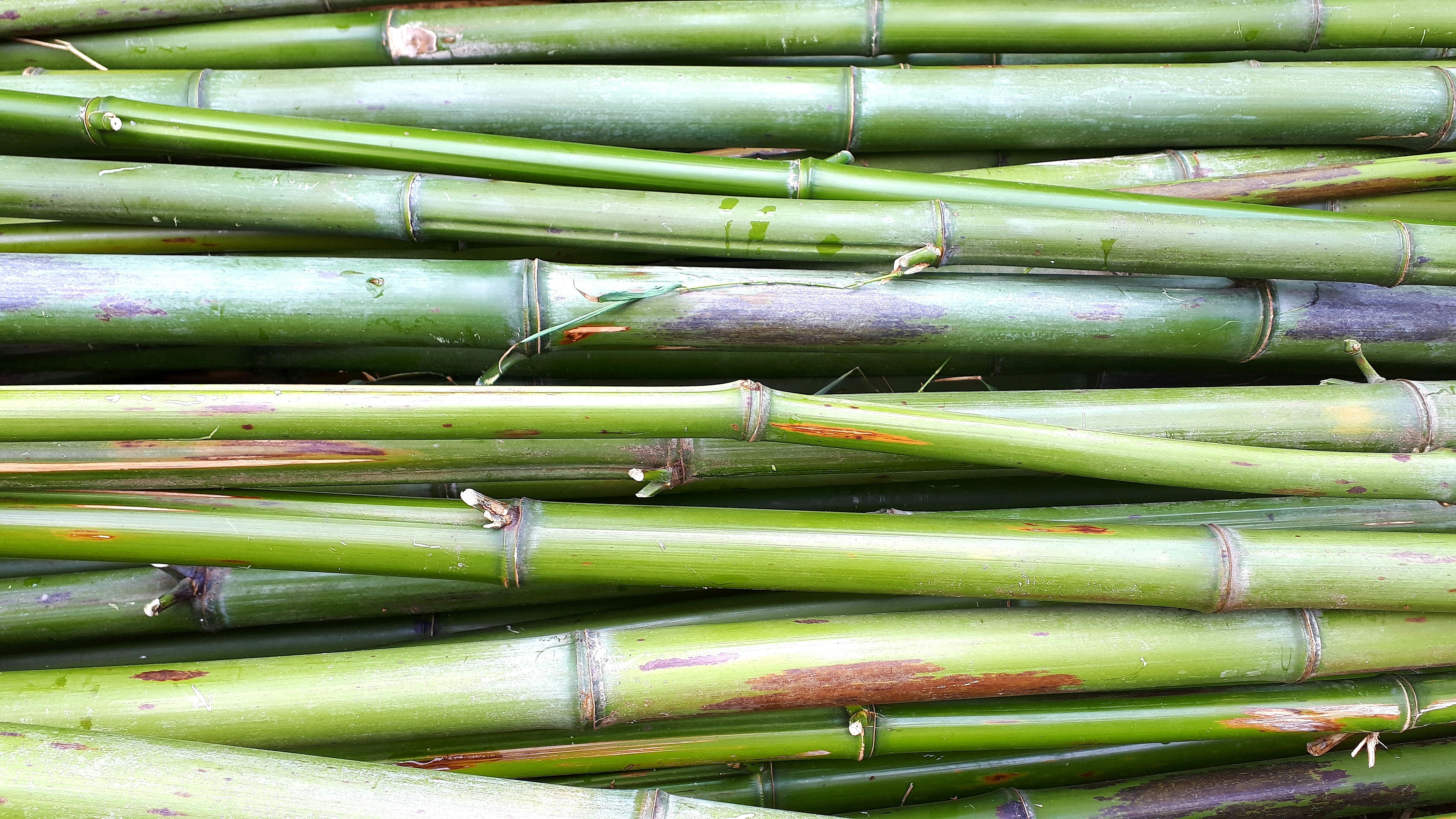 Eco Green Bamboo Planks