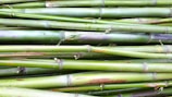 A collection of green bamboo stalks stacked horizontally, showing natural texture and variations in color with a smooth, glossy surface.