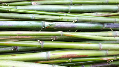 A collection of green bamboo stalks stacked horizontally, showing natural texture and variations in color with a smooth, glossy surface.