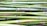 A collection of green bamboo stalks stacked horizontally, showing natural texture and variations in color with a smooth, glossy surface.