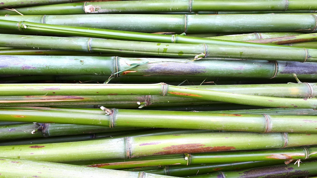 A vibrant display of bamboo products, showcasing their natural beauty and sustainability.