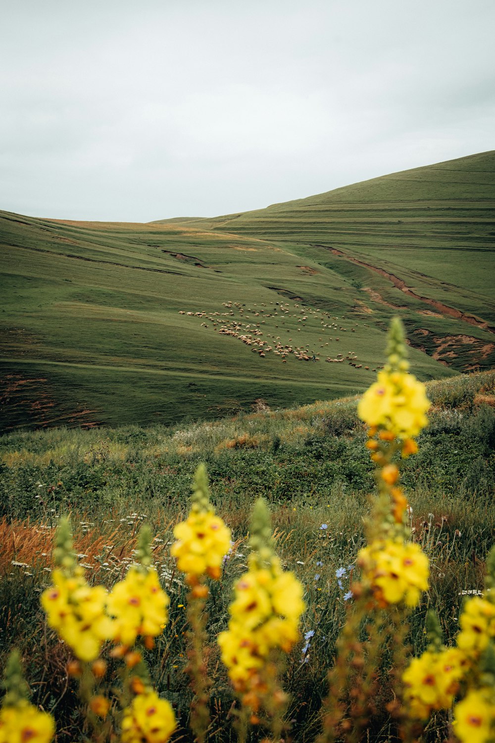 a field with yellow flowers in the foreground