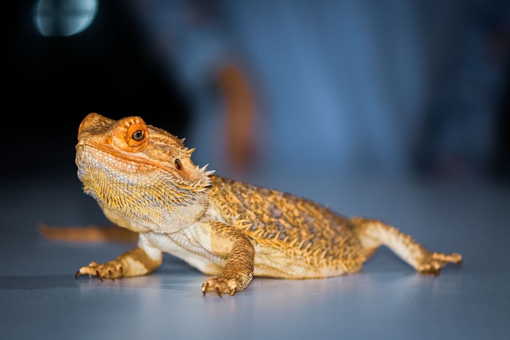 a close up of a small lizard on a table