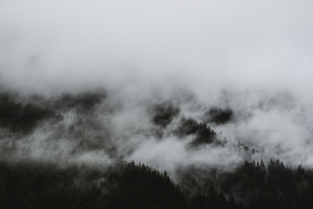 a black and white photo of a forest covered in fog