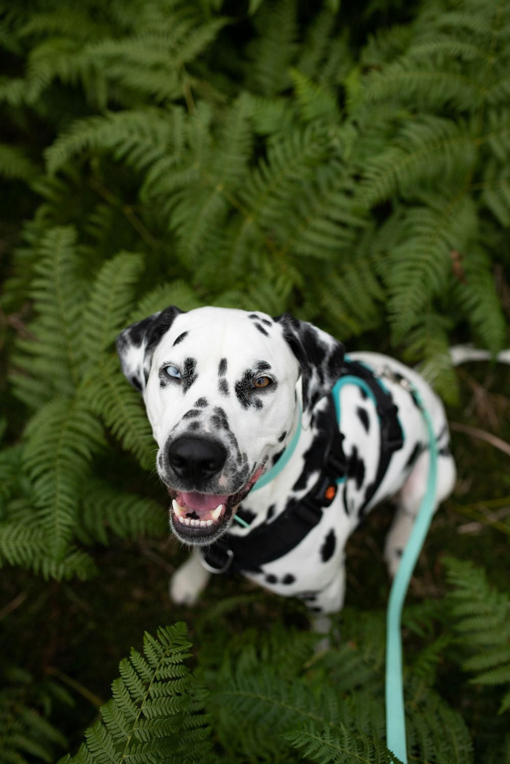 a dalmatian dog with a blue leash standing in the grass