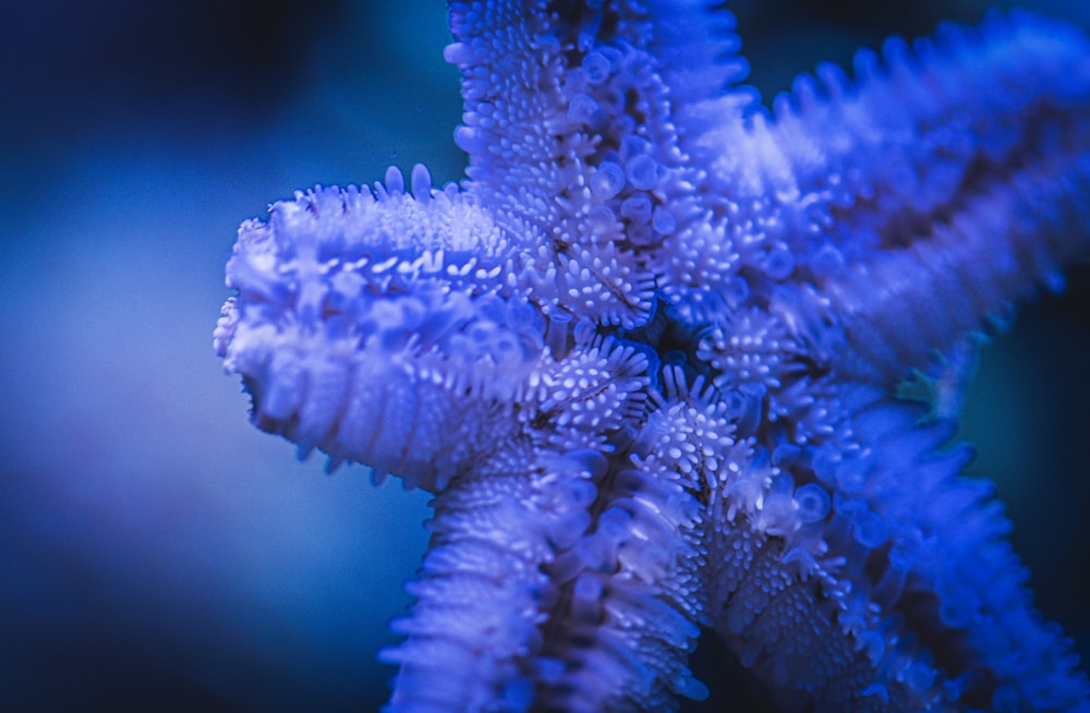 um close up de uma estrela-do-mar azul com um fundo desfocado