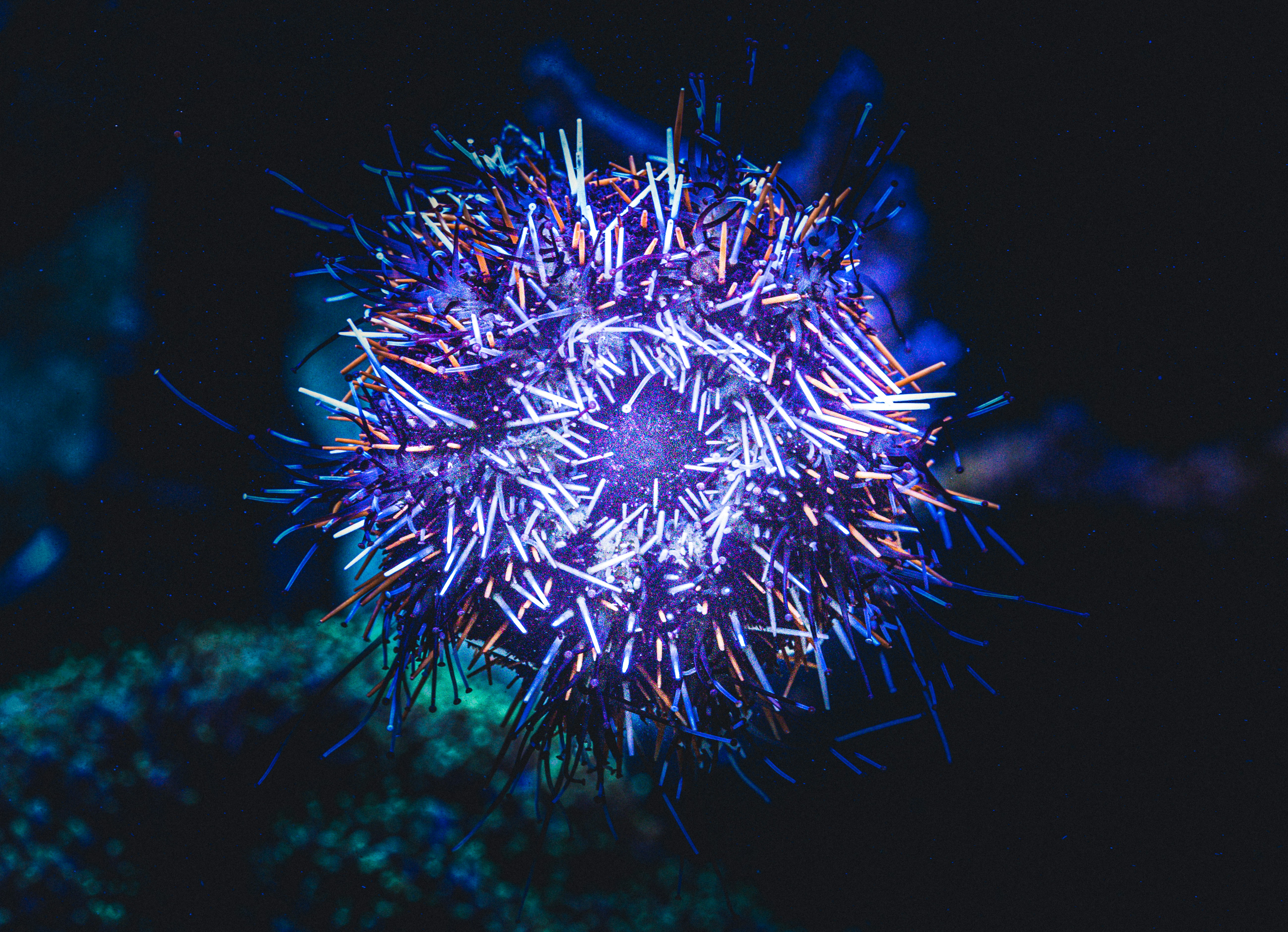 a close up of a purple flower on a black background