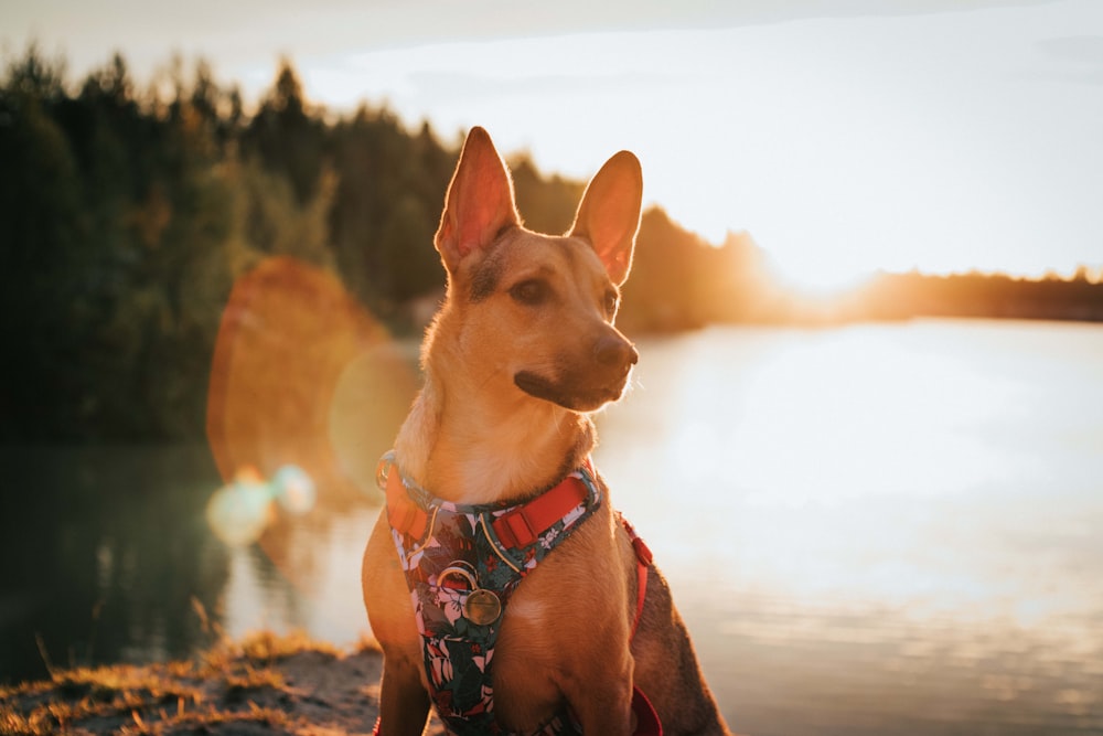a dog sitting on the shore of a lake