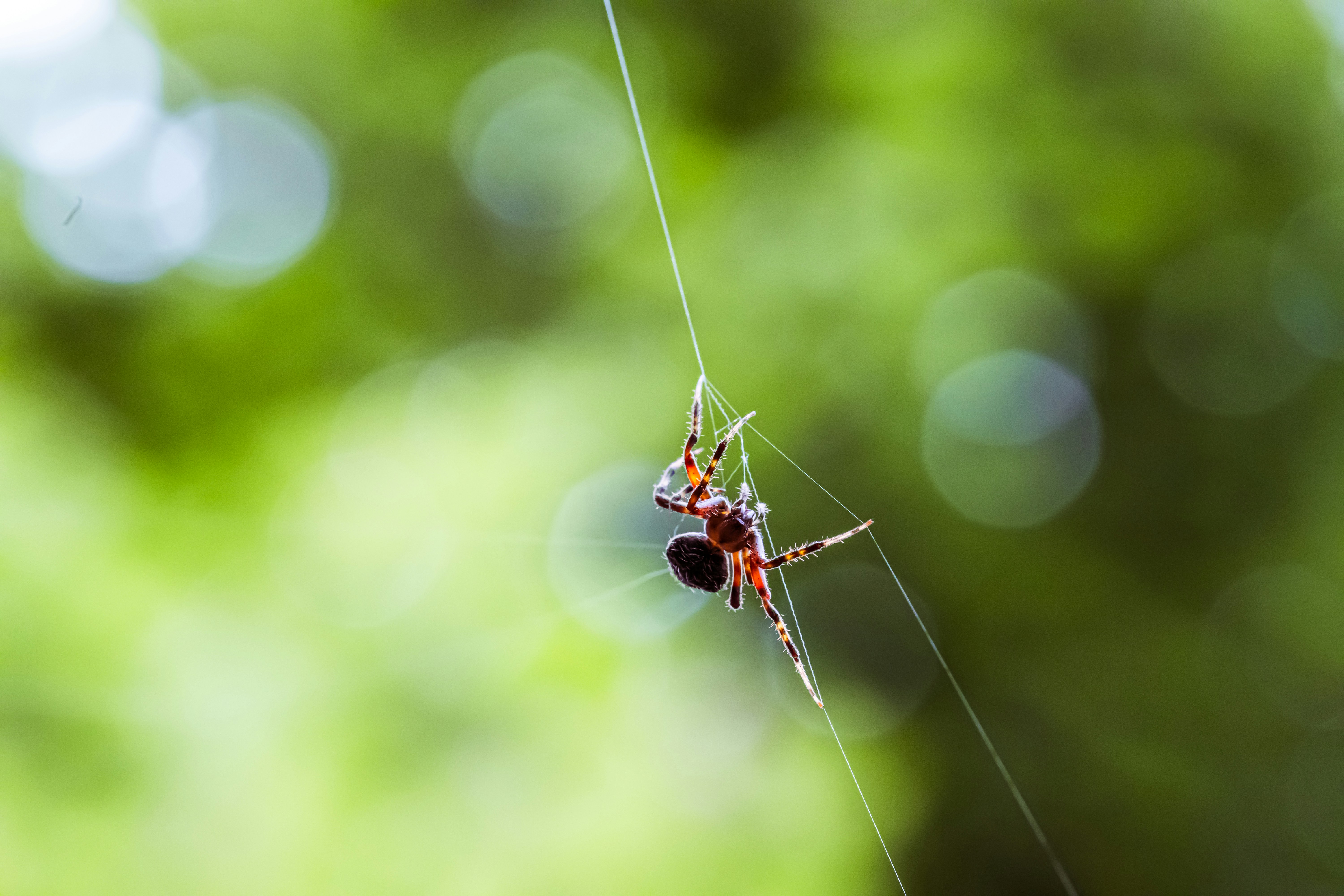 A close up of a spider on a web photo – Free Animal Image on Unsplash