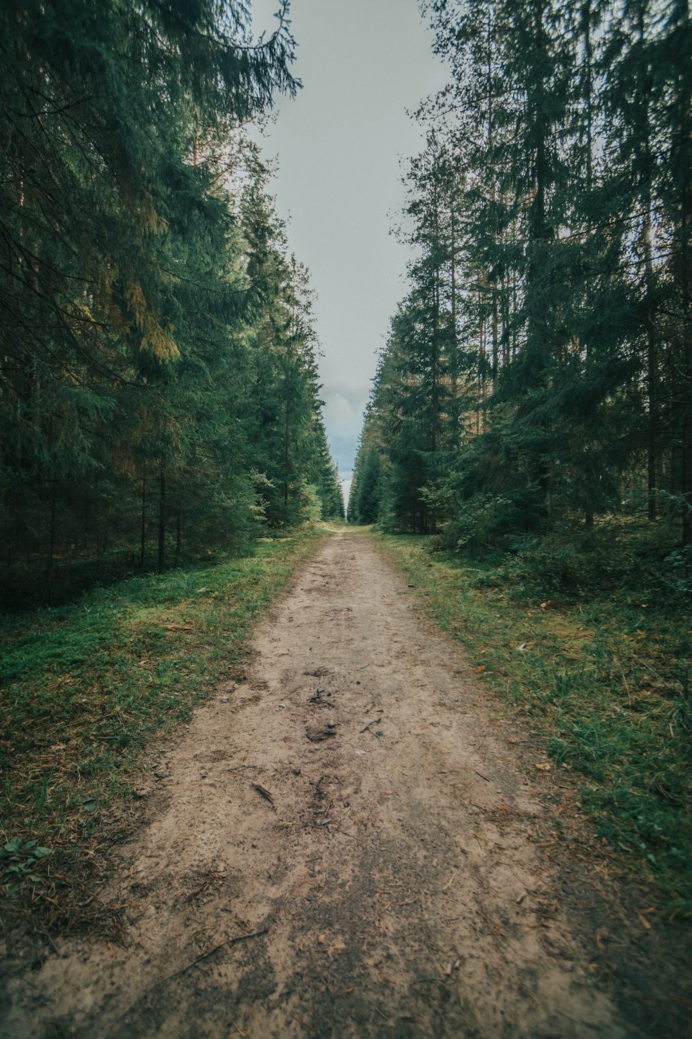 a dirt road in the middle of a forest