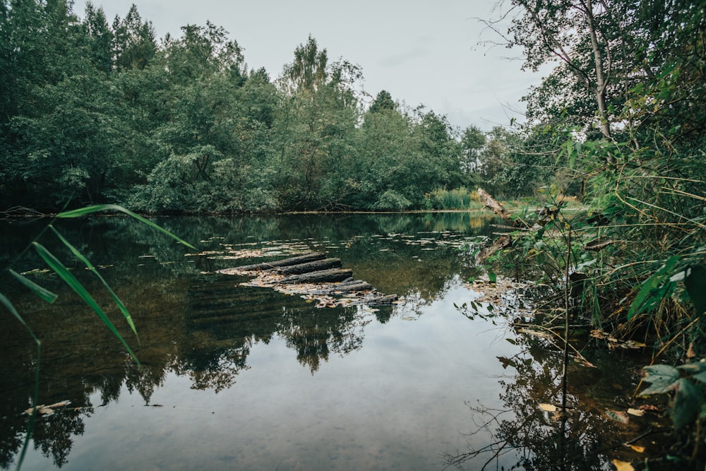 a body of water surrounded by trees and rocks