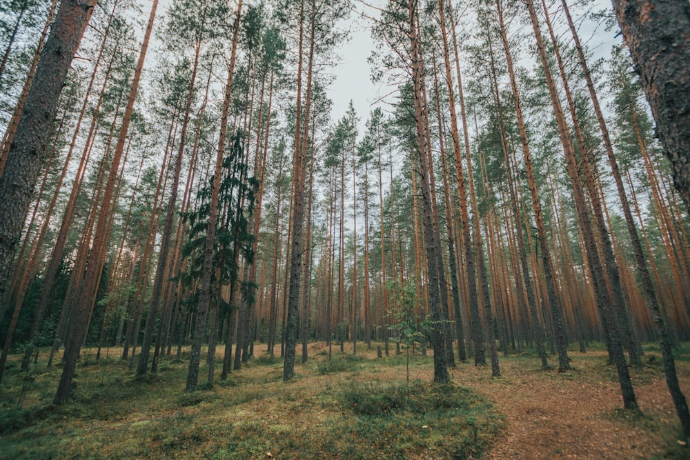 a forest filled with lots of tall trees