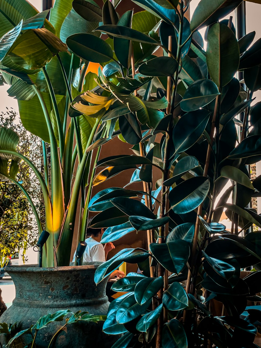 a large potted plant sitting next to a window