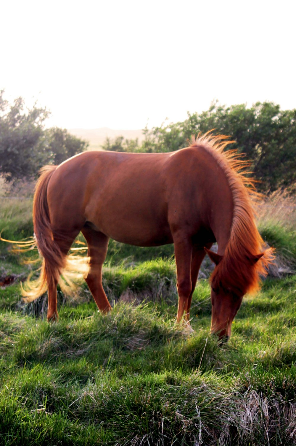 a brown horse eating grass in a field