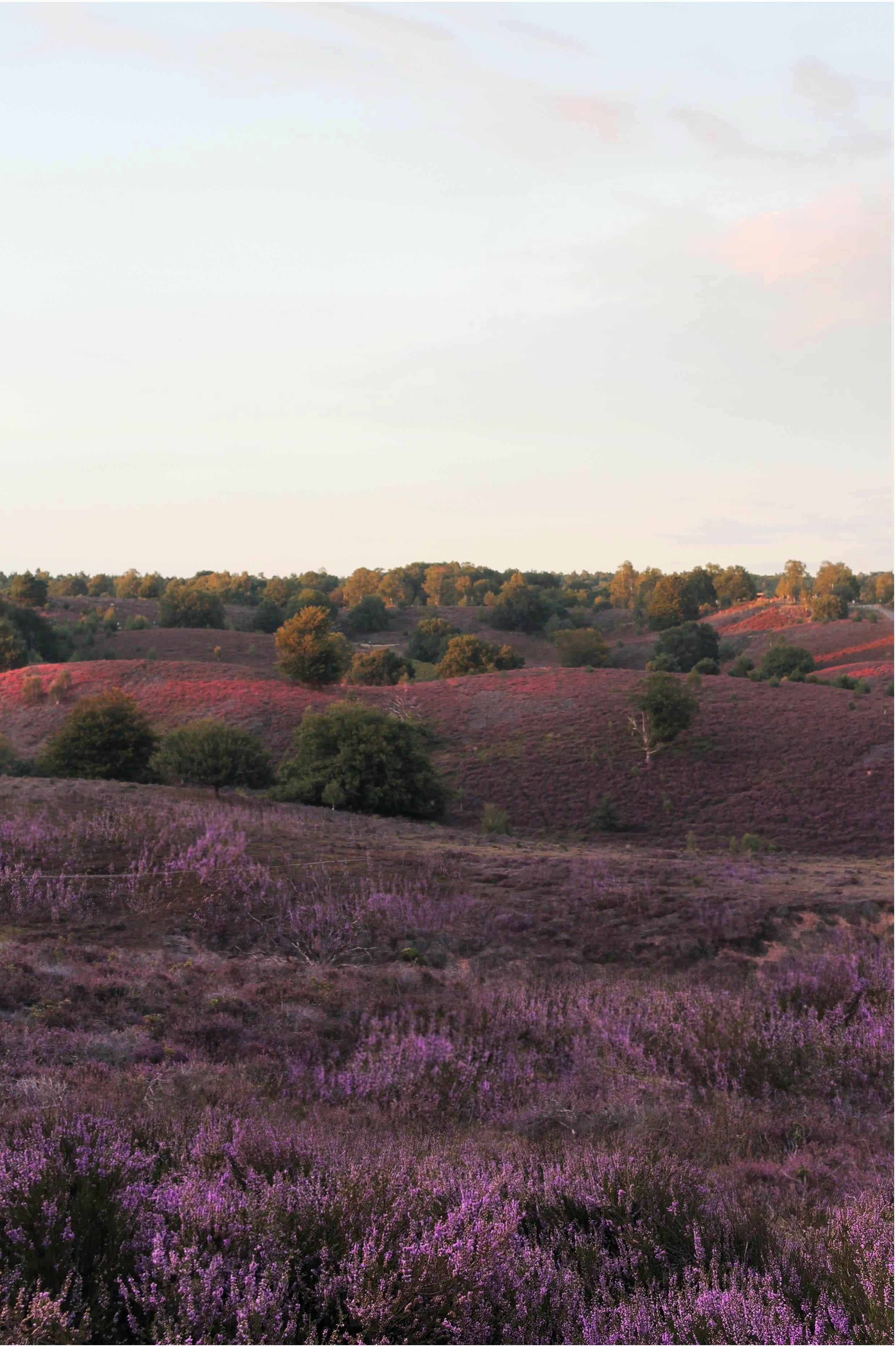 Un campo con flores y árboles púrpuras al fondo