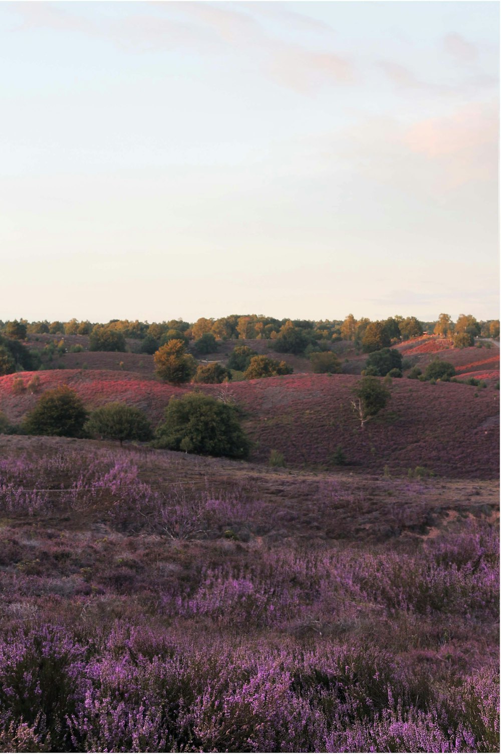 a field with purple flowers and trees in the background