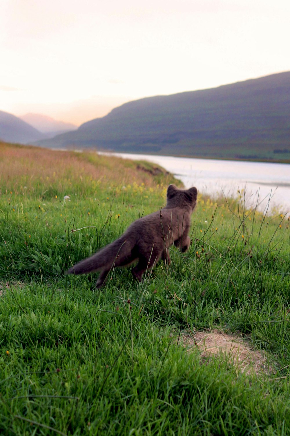 a brown bear sitting on top of a lush green field