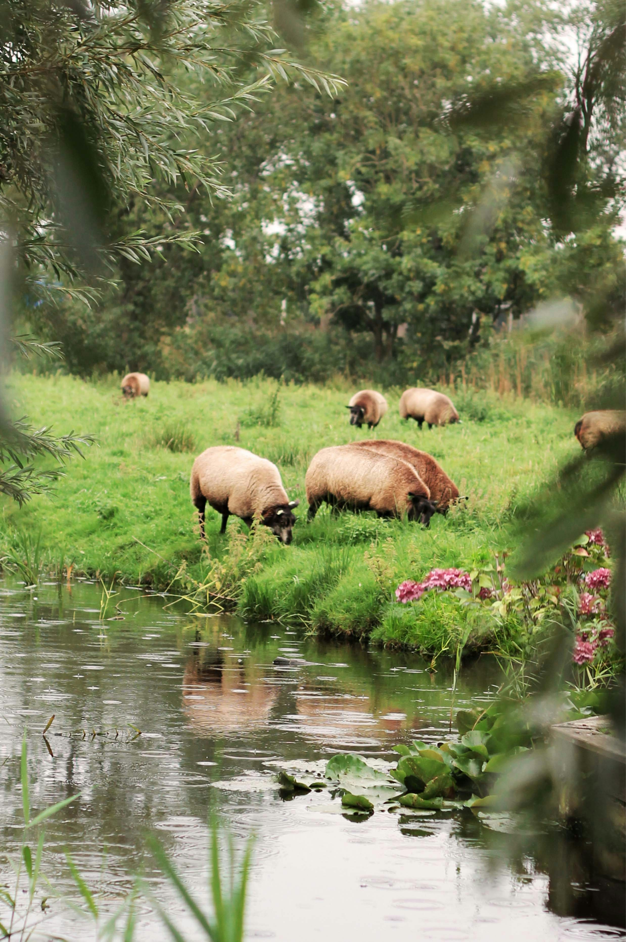 Un rebaño de ovejas pastando en un exuberante campo verde junto a un río