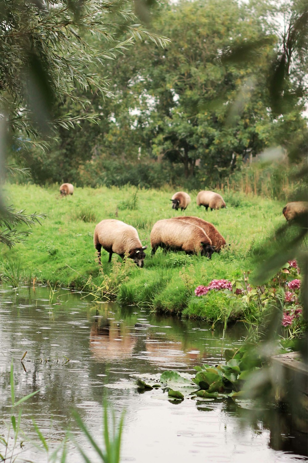 a herd of sheep grazing on a lush green field next to a river