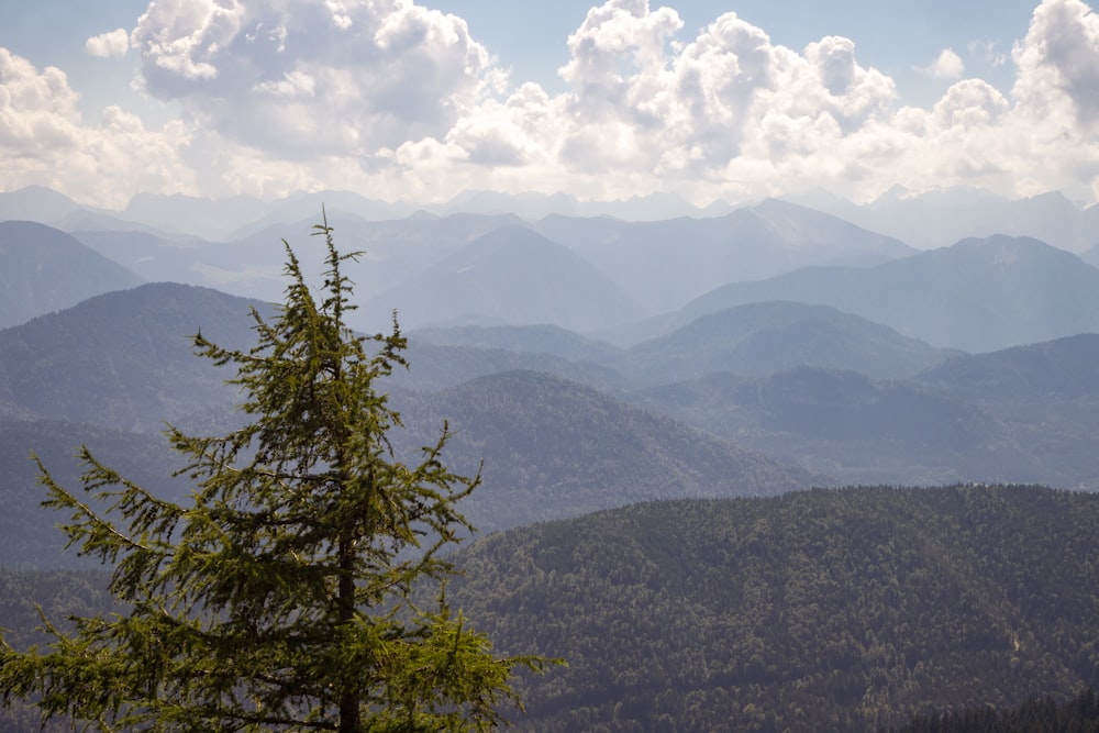 une vue d’une chaîne de montagnes avec un pin au premier plan